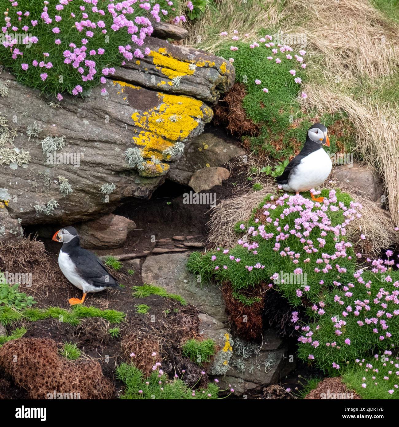 Puffins on the cliff face at Handa Island near Scourie in Sutherland on the north west coast of Scotland UK. Stock Photo