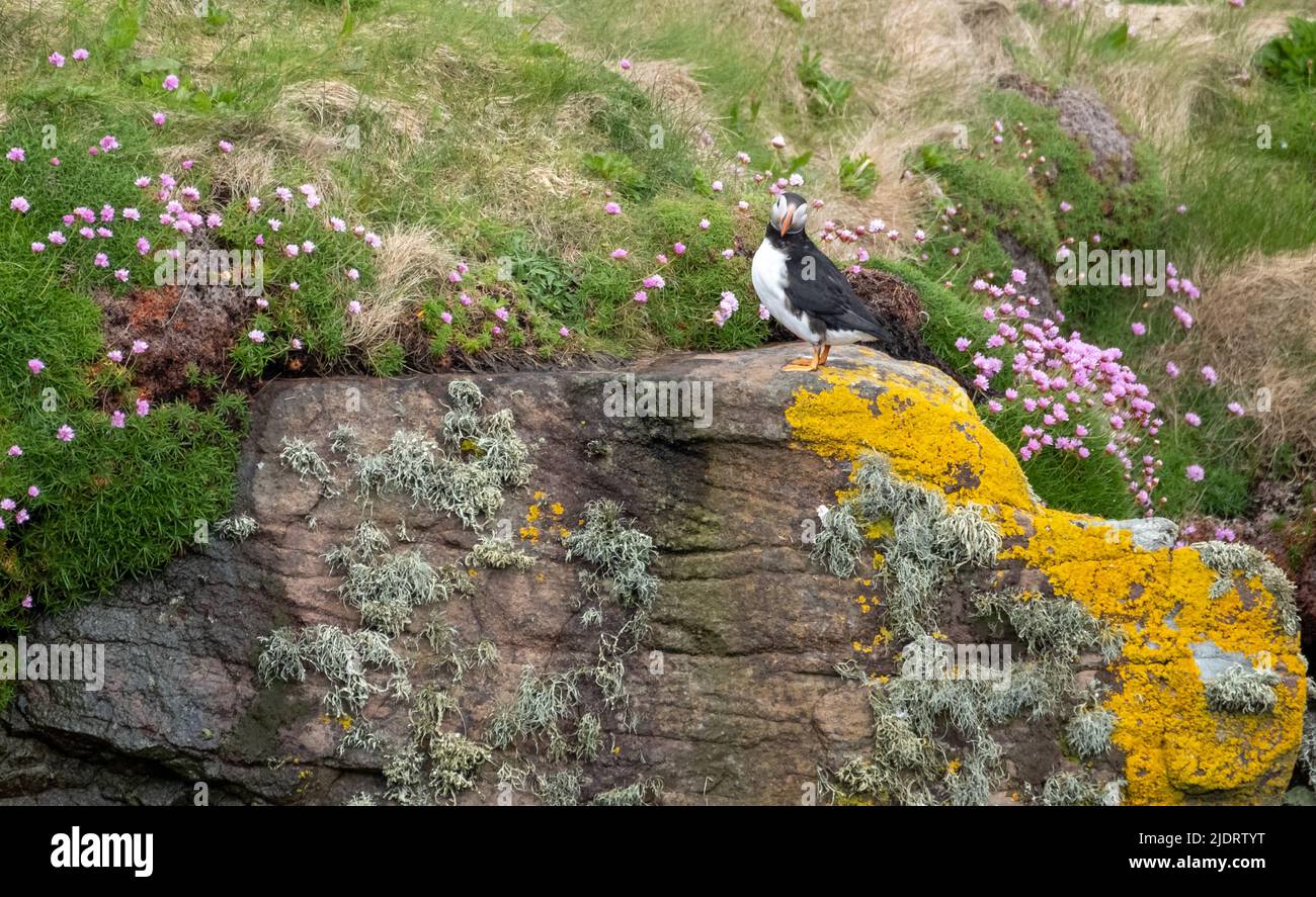 Puffin on the cliff face at Handa Island near Scourie in Sutherland on the north west coast of Scotland UK. Stock Photo