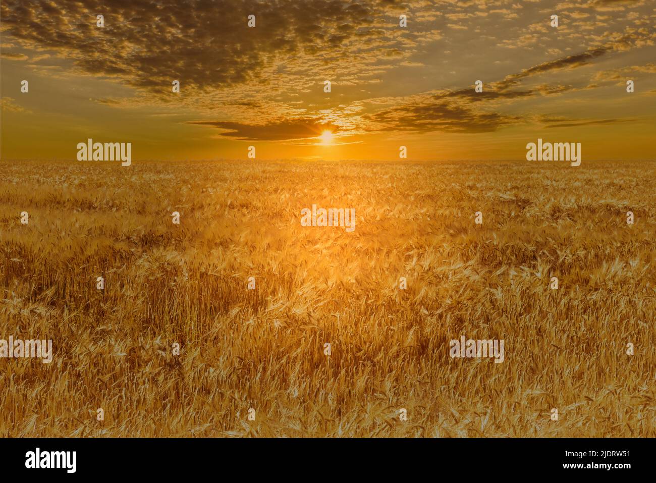 Huge field of barley with setting sun with sky with clouds, picturesque landscape with warm sunset tones Stock Photo
