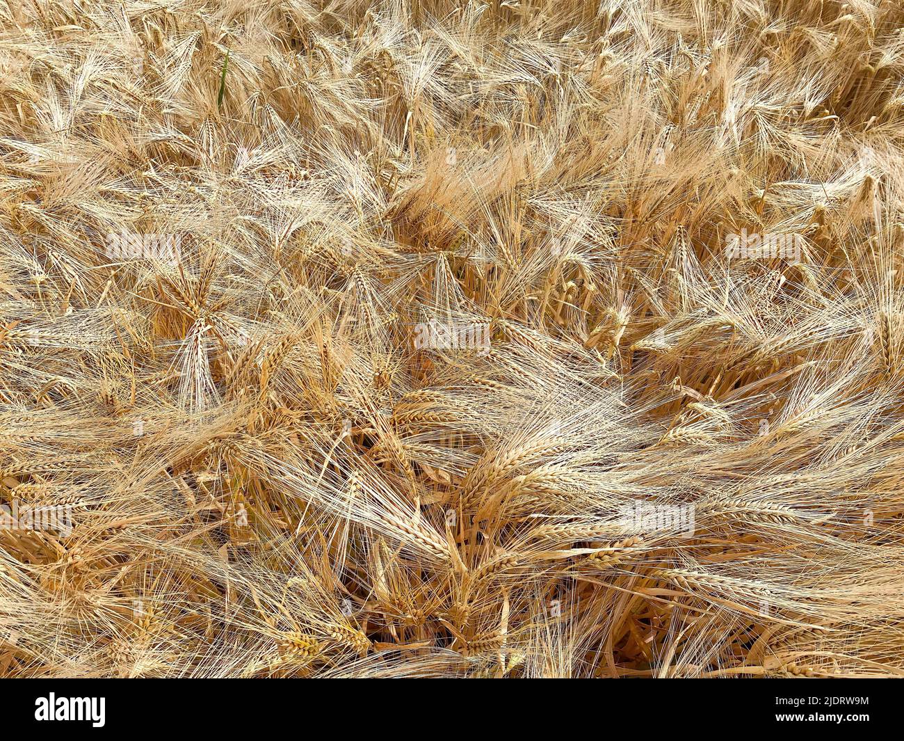 Top view from above full frame closeup of countless seamless isolated ripe golden wheat ears in german agricultural field Stock Photo
