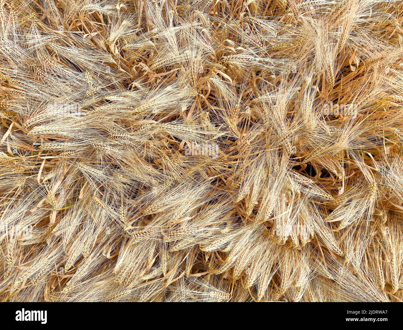 Top view from above full frame closeup of countless seamless isolated ripe golden wheat ears in german agricultural field Stock Photo