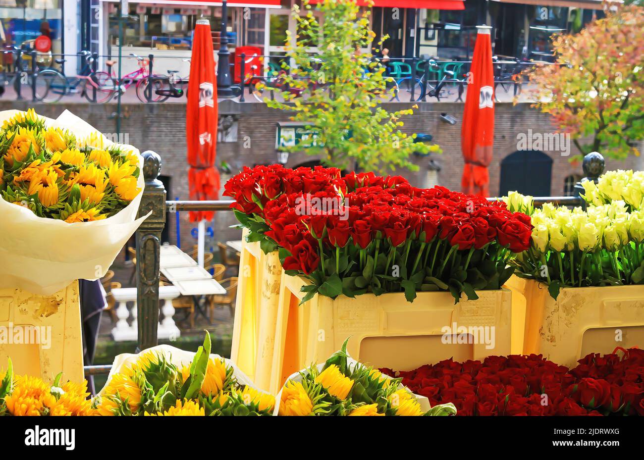 Typical traditional dutch flower market bouquets, yellow sunflowers and red tulips, water canal gracht - Utrecht, Netherlands Stock Photo