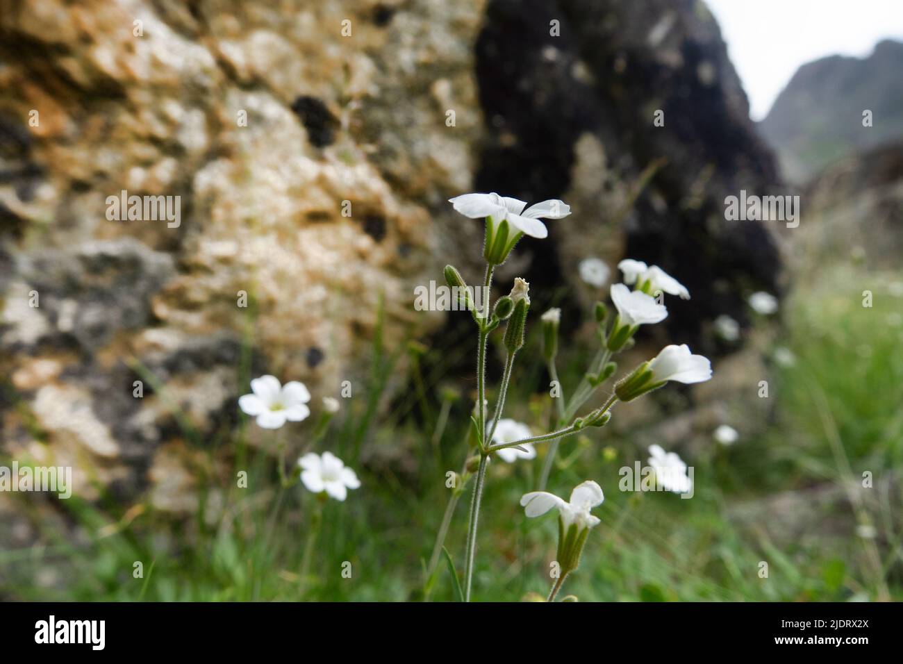 Circassian Sandwort (Minuartia circassica) on the alpine meadows of the Caucasus. North Caucasus. 2300 m A.S.L. Stock Photo