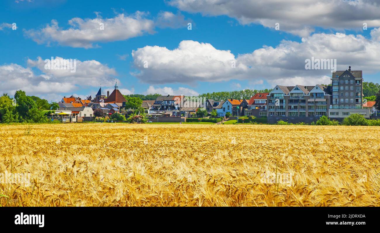 Beautiful rural landscape,  ripe bright yellow wheat field, river maas, cityscape houses, blue summer sky fluffy clouds - Arcen, Netherlands Stock Photo