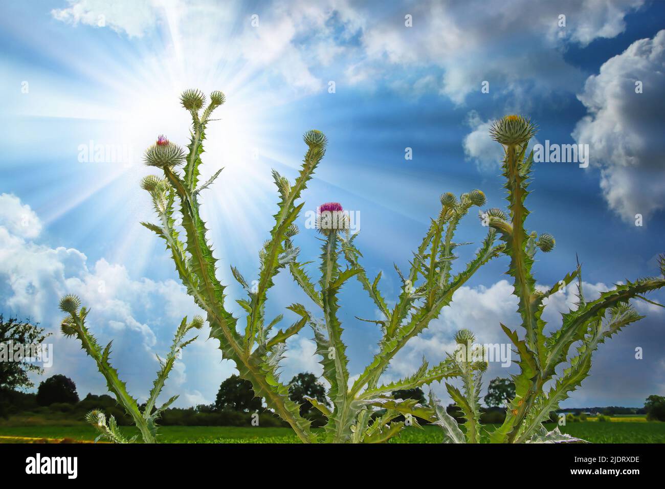 Isolated big wild cotton scotch thistle plant (onopordum acanthium) at agricultural field edge, dramatic cloud sky sun rays  - Netherlands Stock Photo
