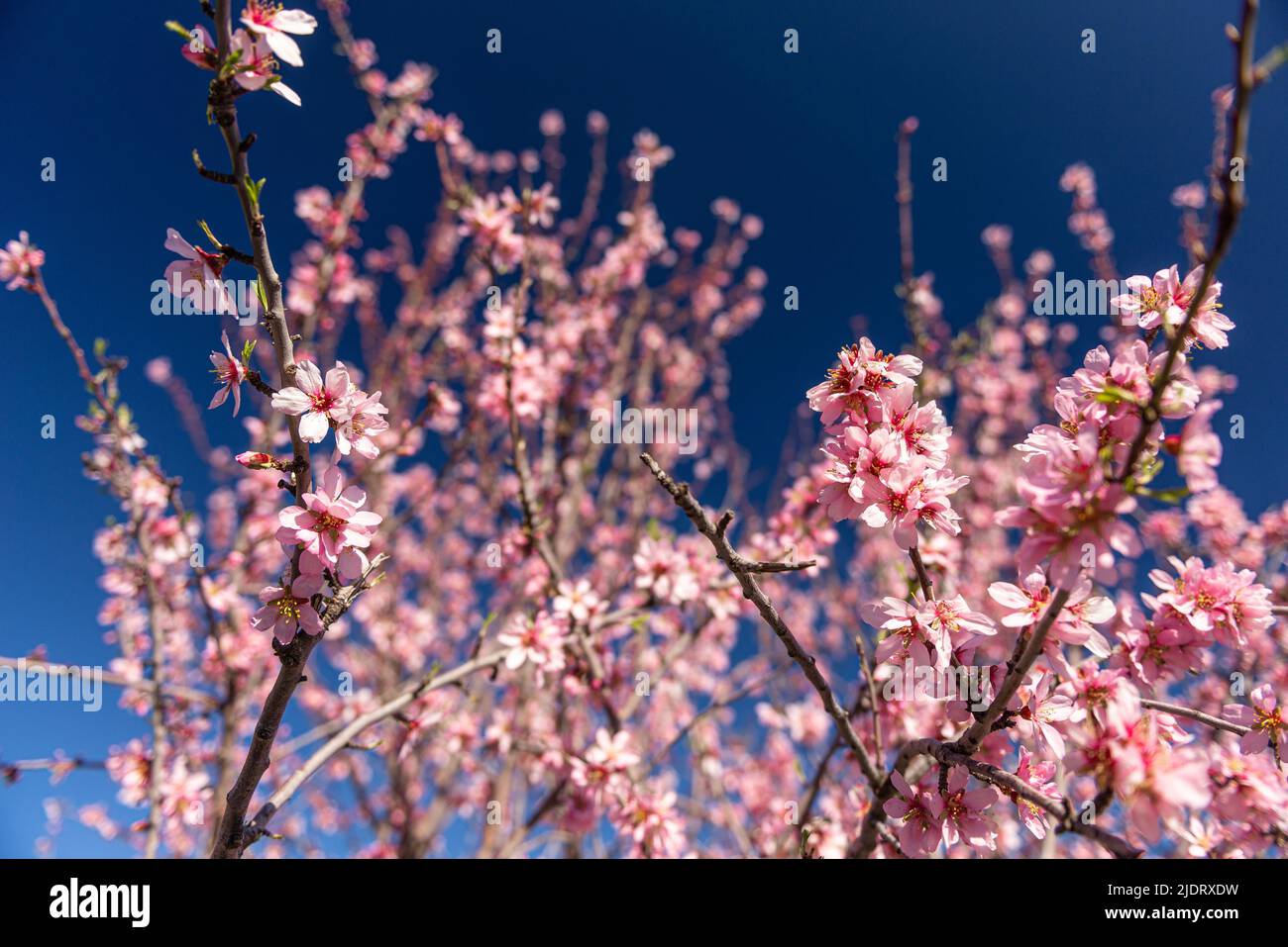 Almond blossom in Mallorca Stock Photo Alamy