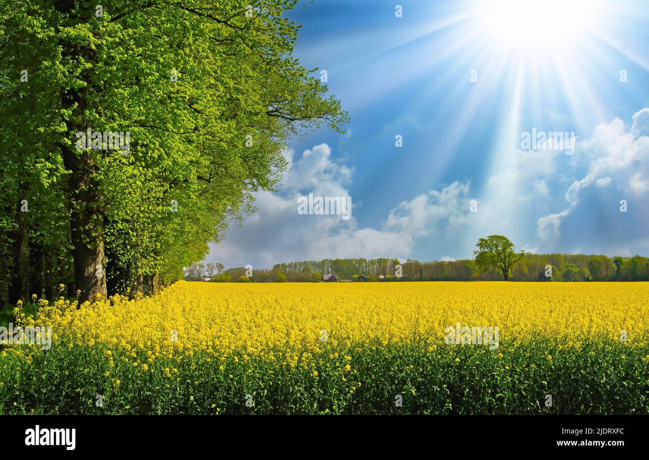 Beautiful vibrant yellow rapeseed flower field landscape, green forest edge trees, bright spring sun rays Stock Photo