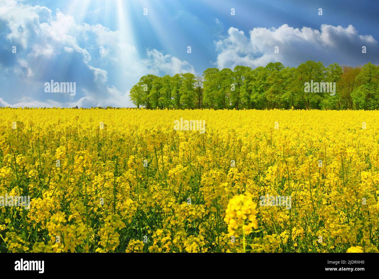 Beautiful rural idyllic dutch farm landscape, vibrant yellow rapeseed flower field, green forest, bright springtime sun rays - Netherlands Stock Photo