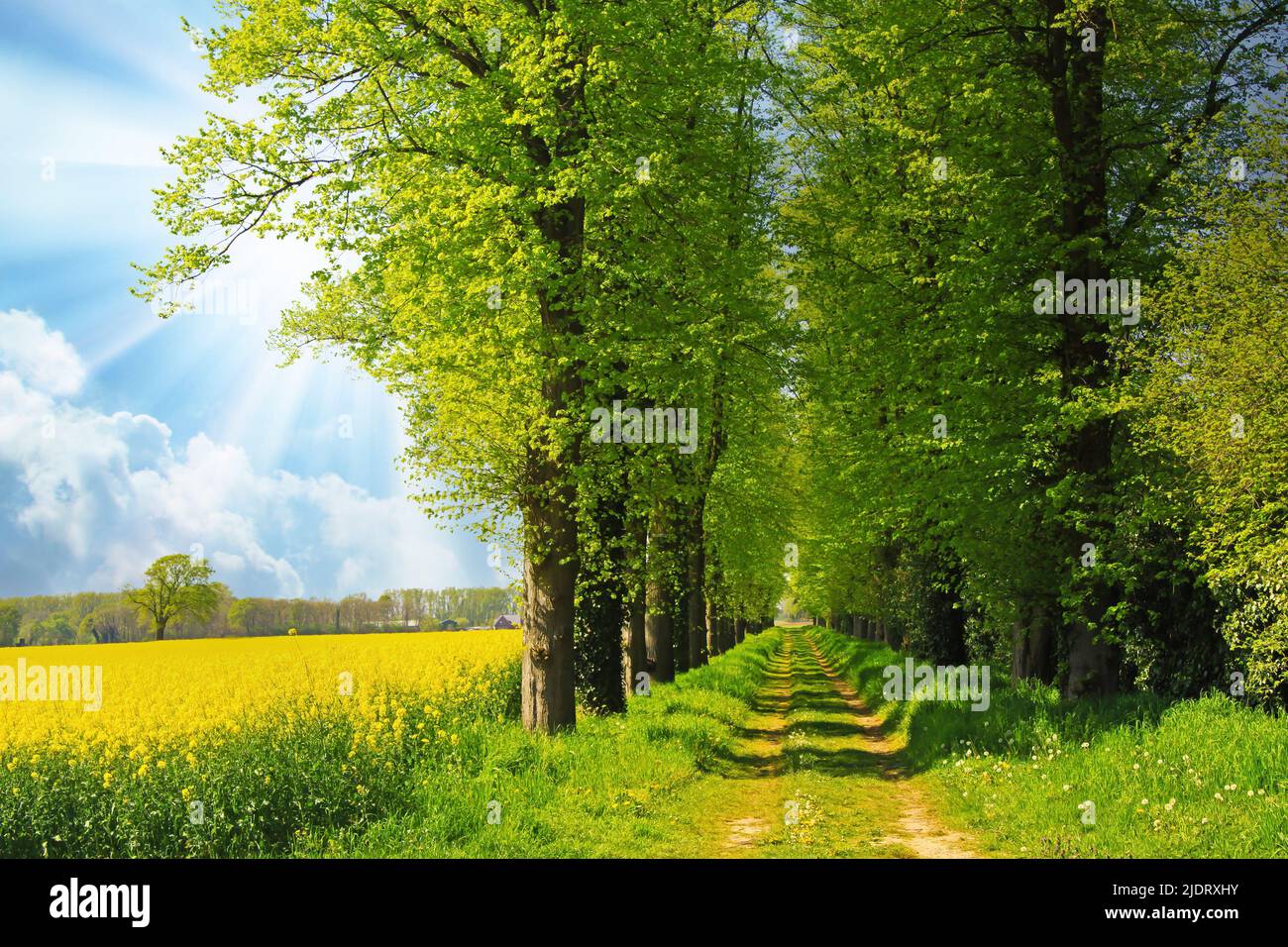 Beautiful vibrant yellow dutch rapeseed flower field rural landscape ...