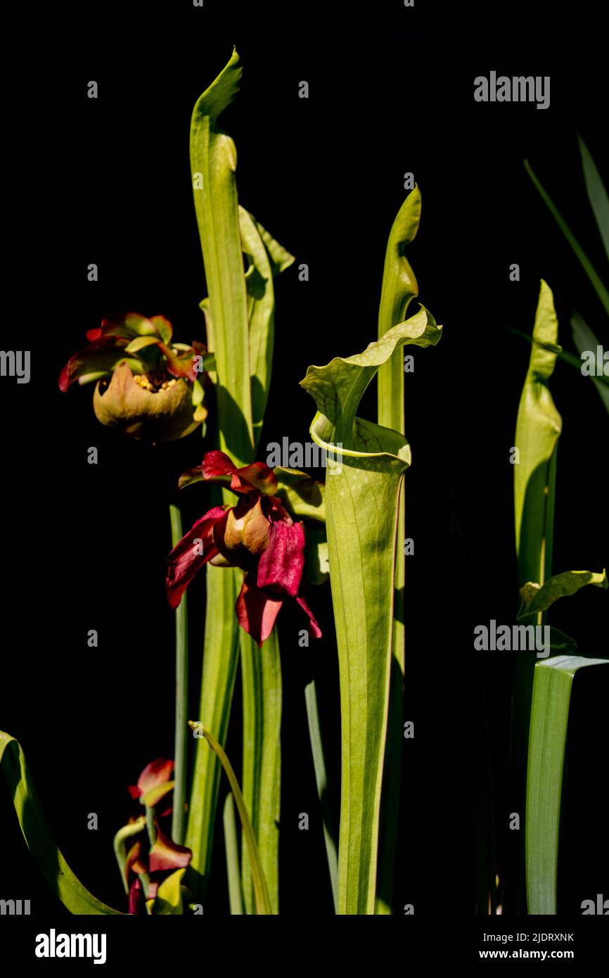 Red pitcher plant isolated on black background also called sarracenia rubra Stock Photo