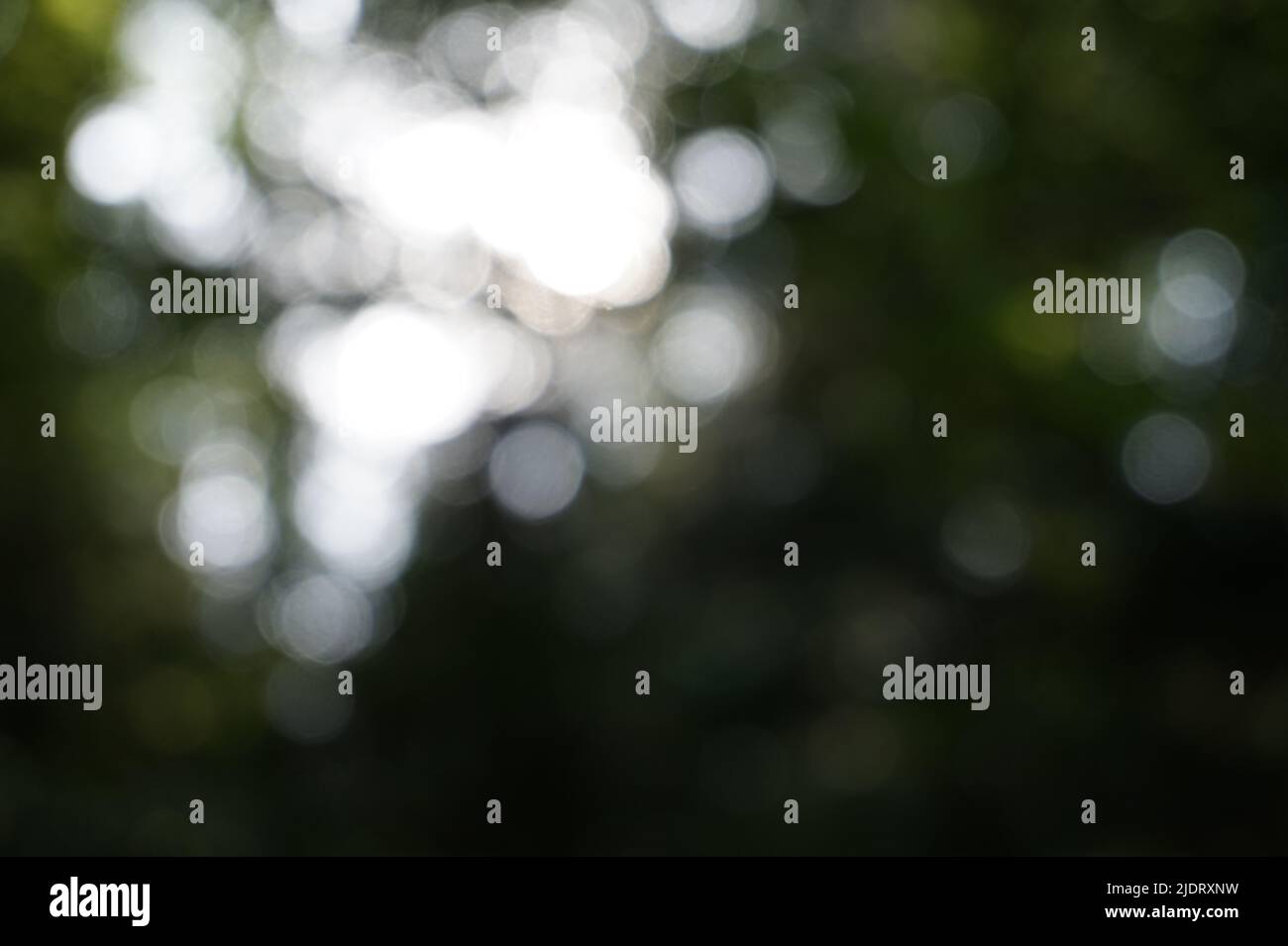 Deph of the forest hi-res stock photography and images - Alamy
