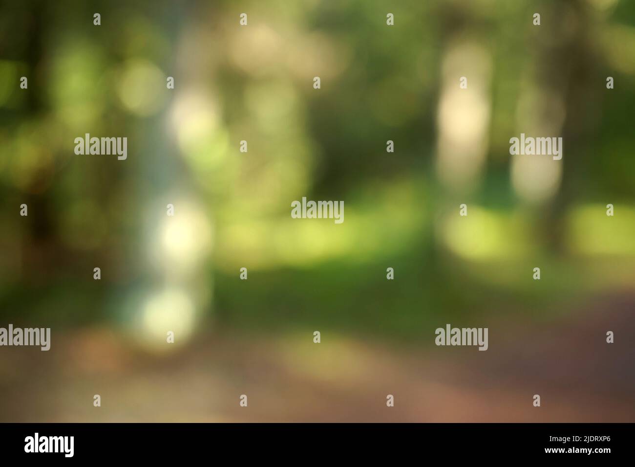 Deph of the forest hi-res stock photography and images - Alamy