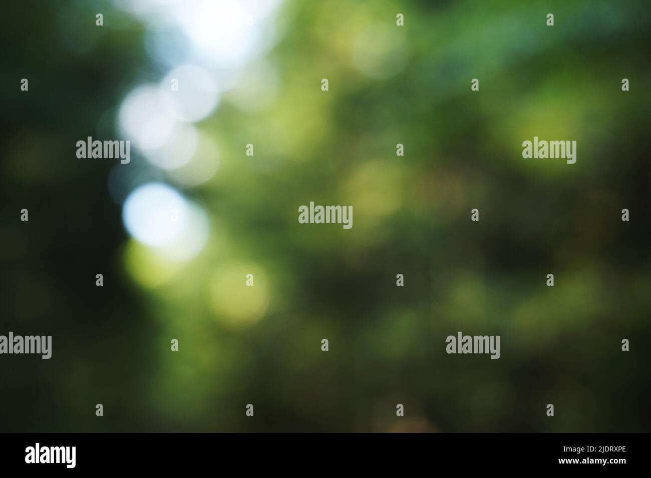 Deph of the forest hi-res stock photography and images - Alamy