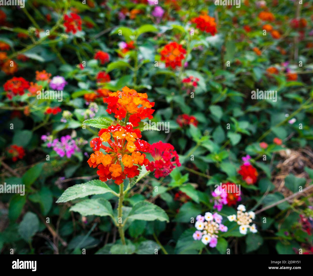 Flower and seeds of Lantana camara ,common lantana is a species of flowering plant within the verbena family Verbenaceae, native to the American tropi Stock Photo