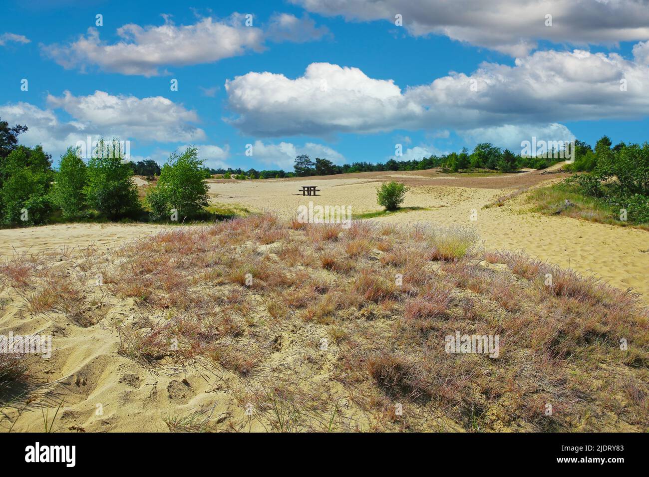 Beautiful dutch landscape, drifting sand dunes plateau, green forest trees, blue summer sky fluffy clouds - Maasduinen NP, Netherlands Stock Photo