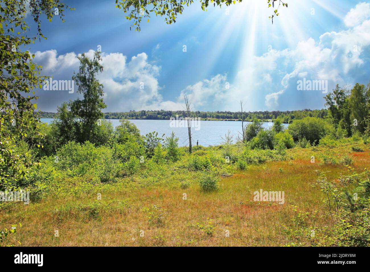 Beautiful morning dutch landscape, idyllic lake, sun raiys, green meadow and trees - Maasduinen NP, Netherlands Stock Photo