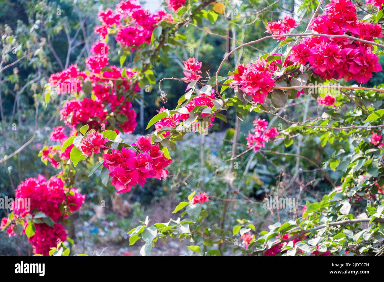 A closeup shot of Pink Bougainvillea plant vine, flowers and leaves. dehradun Uttarakhand India. Stock Photo