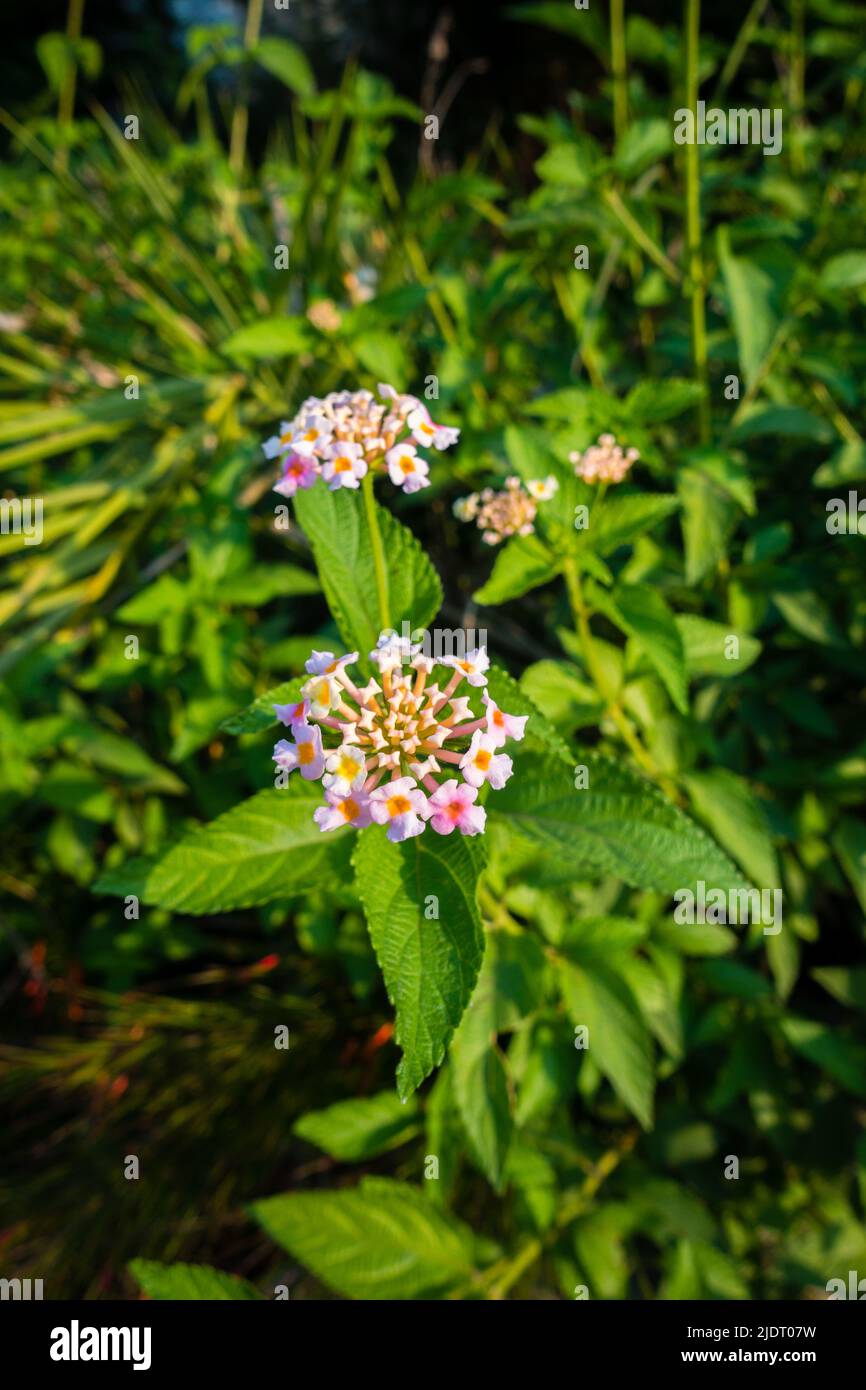 Flower and seeds of Lantana camara ,common lantana is a species of flowering plant within the verbena family Verbenaceae, native to the American tropi Stock Photo