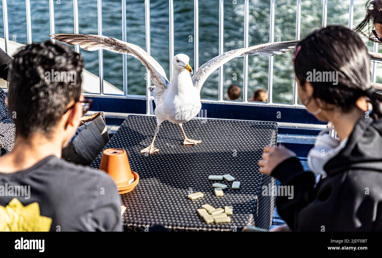 Gull attacking passengers sitting at a table on the deck of a cruiseferry. Stock Photo