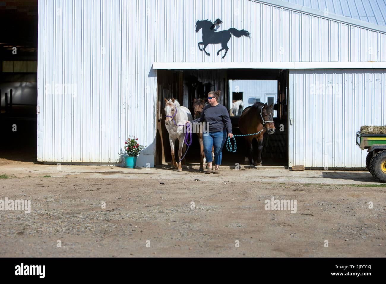 Woman walking out of a barn while leading horses. Stock Photo