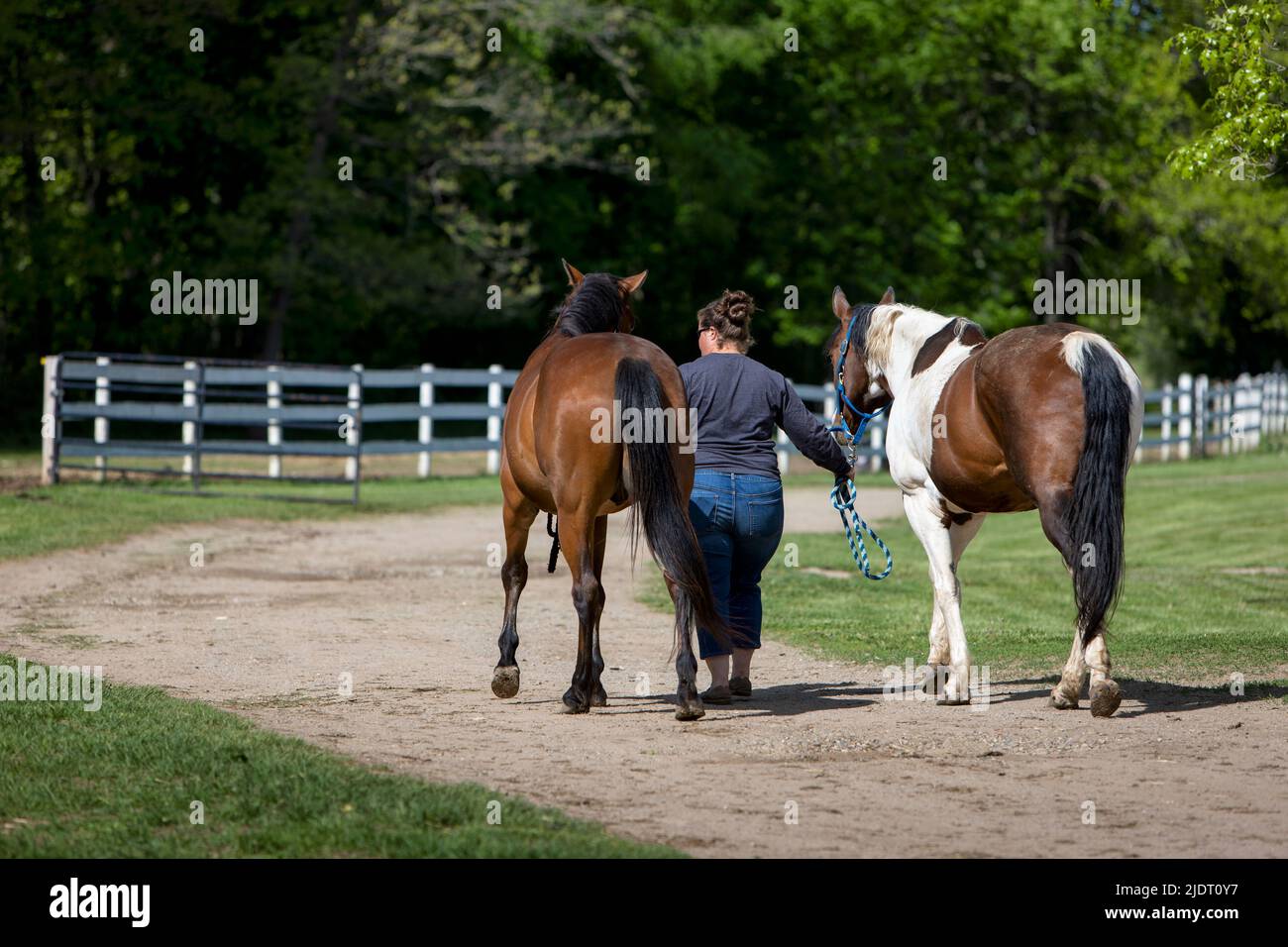 A woman walking toward a pasture with two horses. Stock Photo
