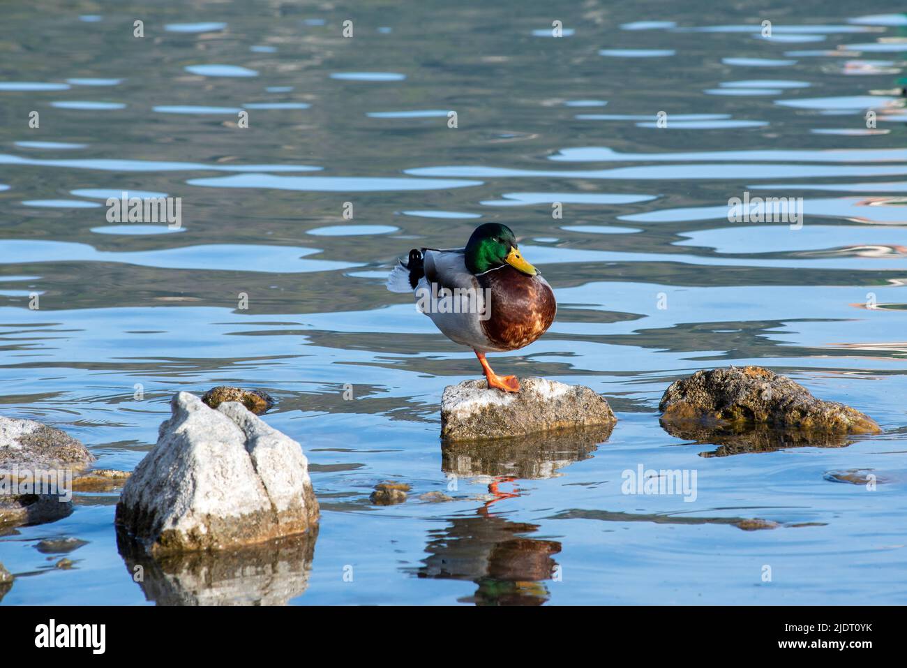 Mallard duck sitting alone on a rock near a lake shore, water on the background and various rocks and pebbles in foreground Stock Photo