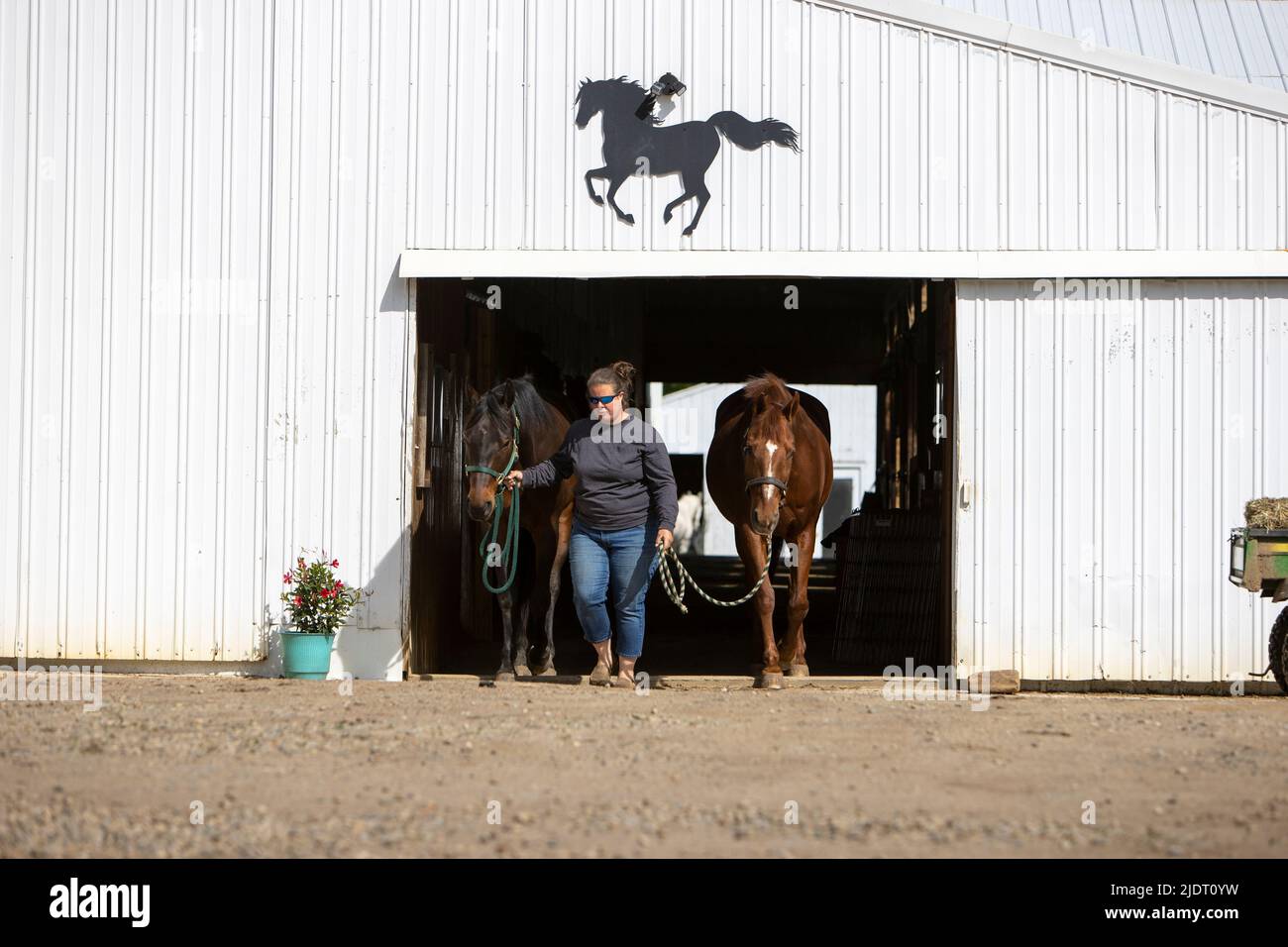 Woman leading two horses out of a barn. Stock Photo