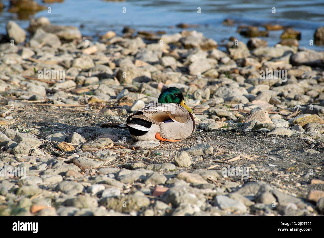 Mallard duck sitting alone on a rock near a lake shore, water on the background and various rocks and pebbles in foreground Stock Photo