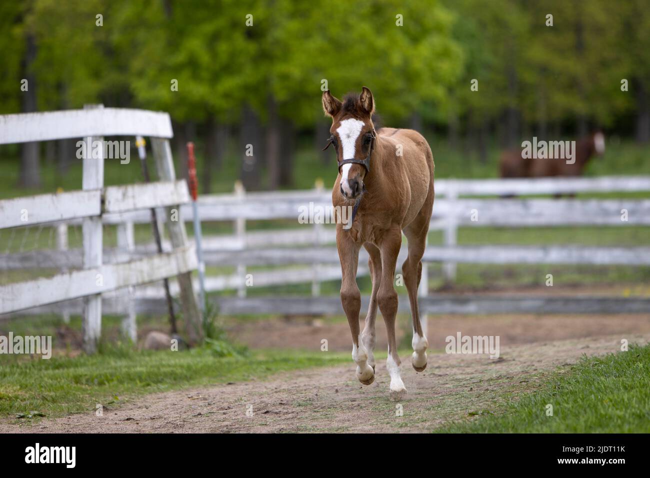 A foal cantering on a path at a horse farm. Stock Photo
