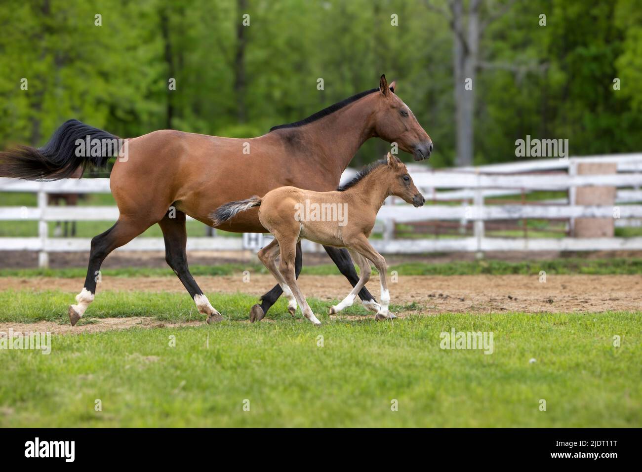 A mare and her foal trotting together in a pasture. Stock Photo