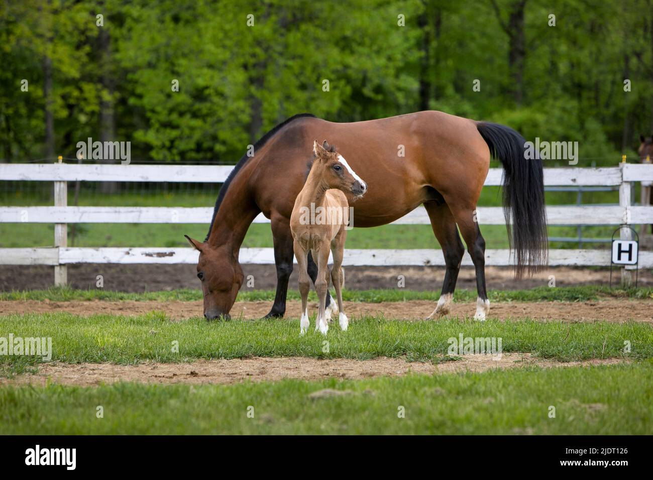 Foal standing in front of a grazing horse. Stock Photo