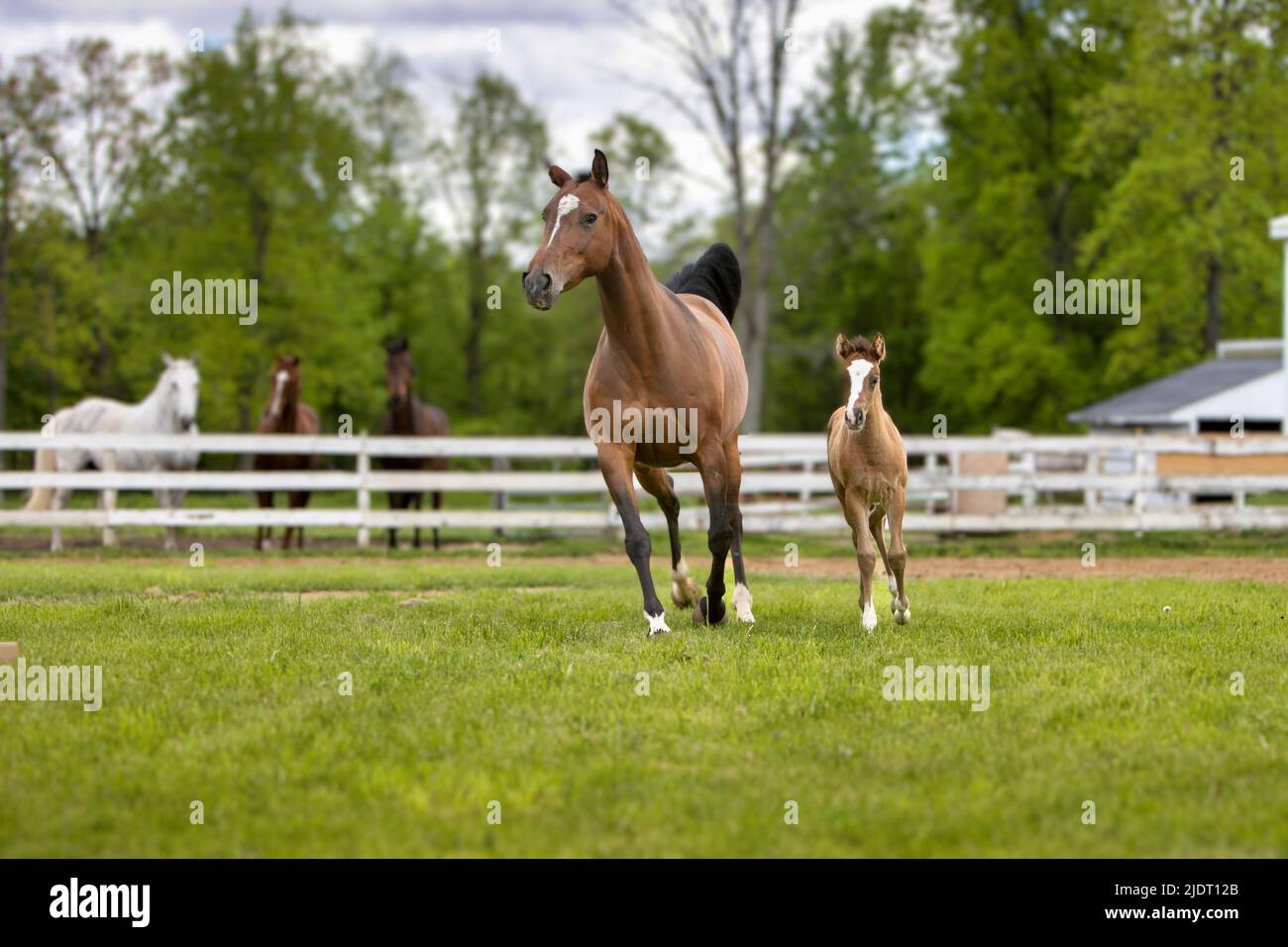 A horse and her foal running in a pasture. Stock Photo