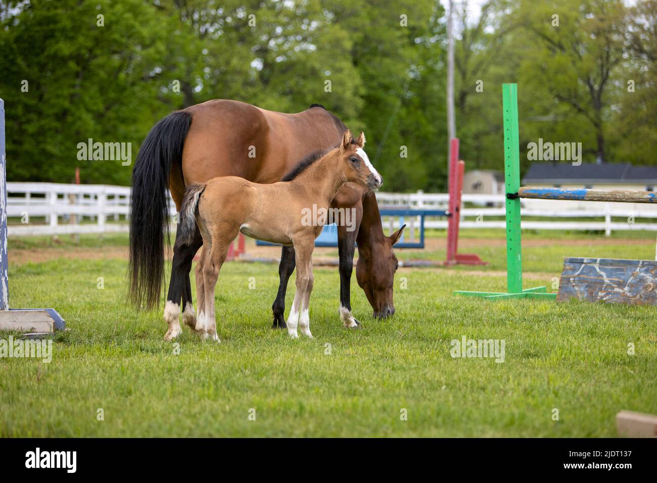 A foal standing next to a horse grazing in an outdoor riding arena. Stock Photo