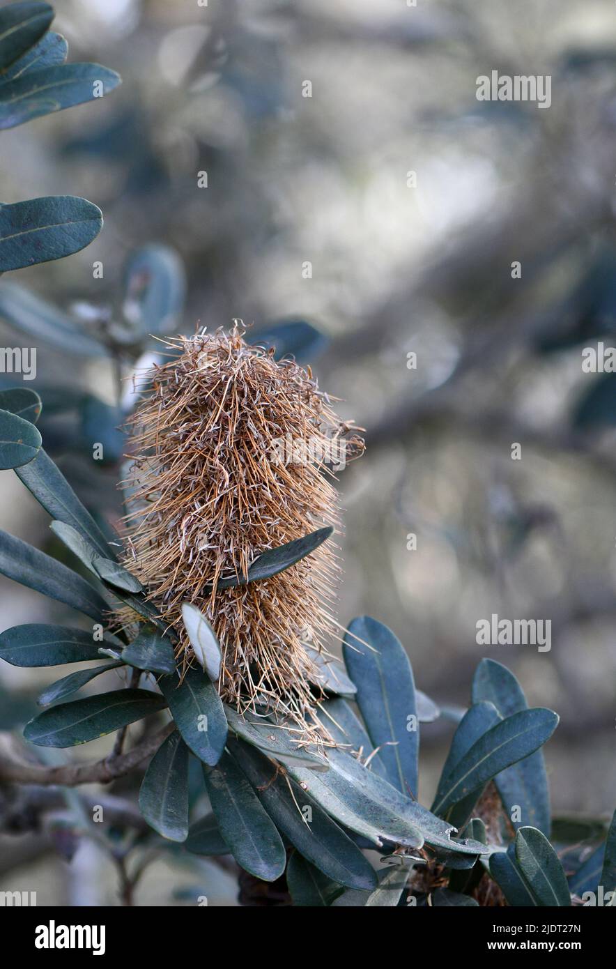 Australian nature background of a mature flower head and foliage of the Coast Banksia, Banksia integrifolia, family Proteaceae. Small tree Stock Photo