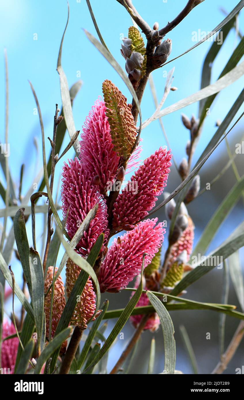 Vibrant pink flowers of the Australian native Mountain Hakea, Hakea grammatophylla, family Proteaceae. Endemic to the Macdonnell Ranges, NT Stock Photo