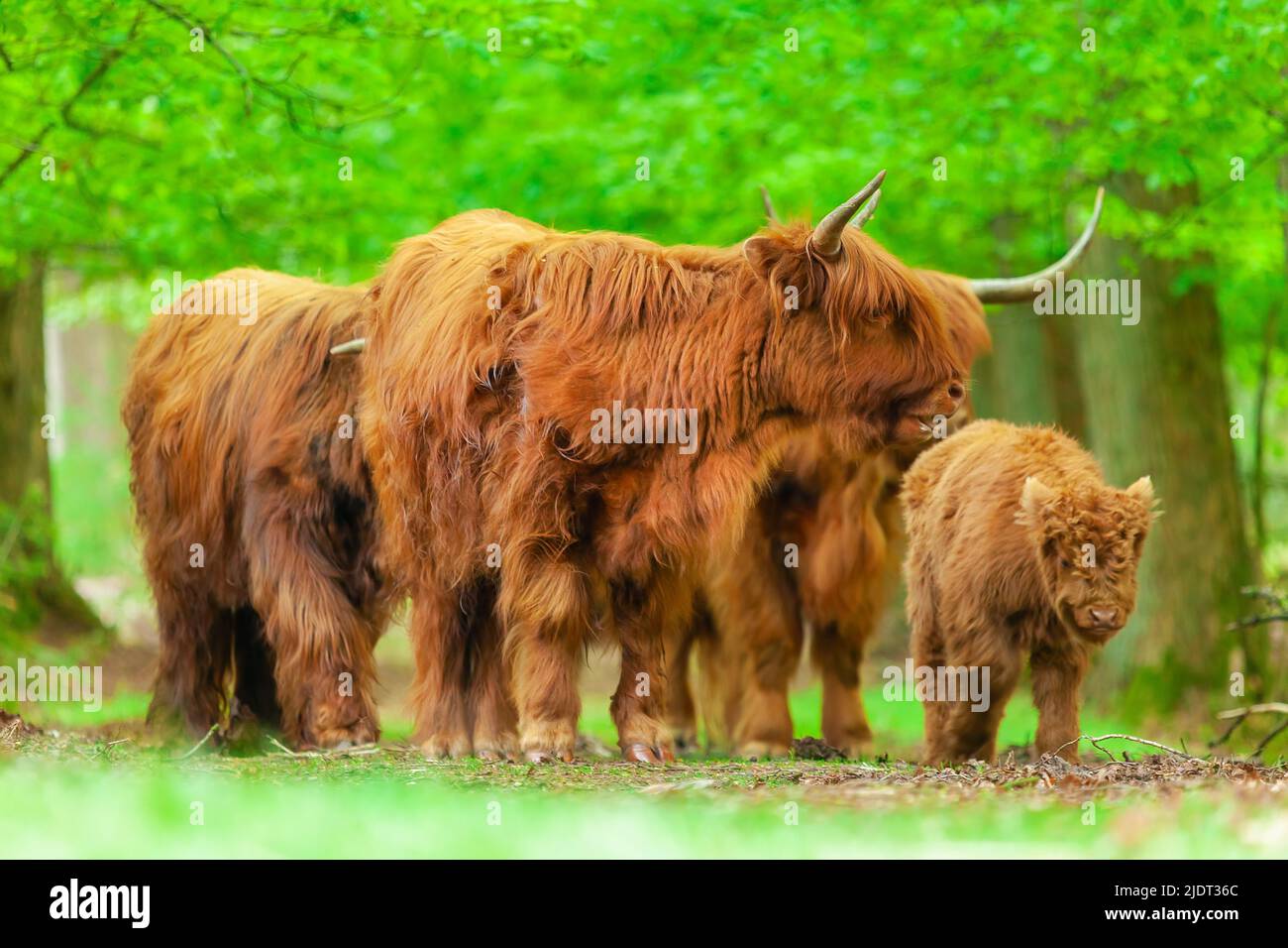 Dutch national animal hi-res stock photography and images - Alamy Dutch national animal hi-res stock photography and images - Alamy