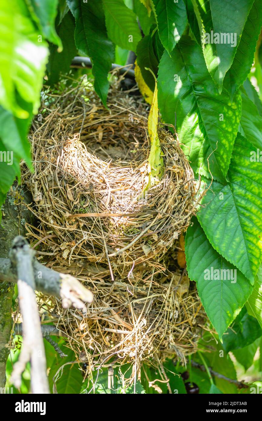 A bird's nest in the canopy of a cherry tree sunlit by the spring sun