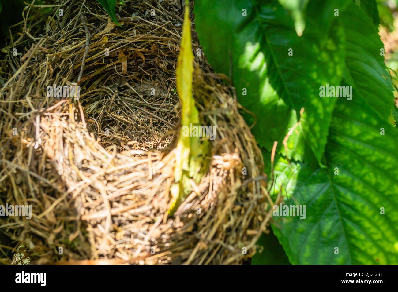 A bird's nest in the canopy of a cherry tree sunlit by the spring sun