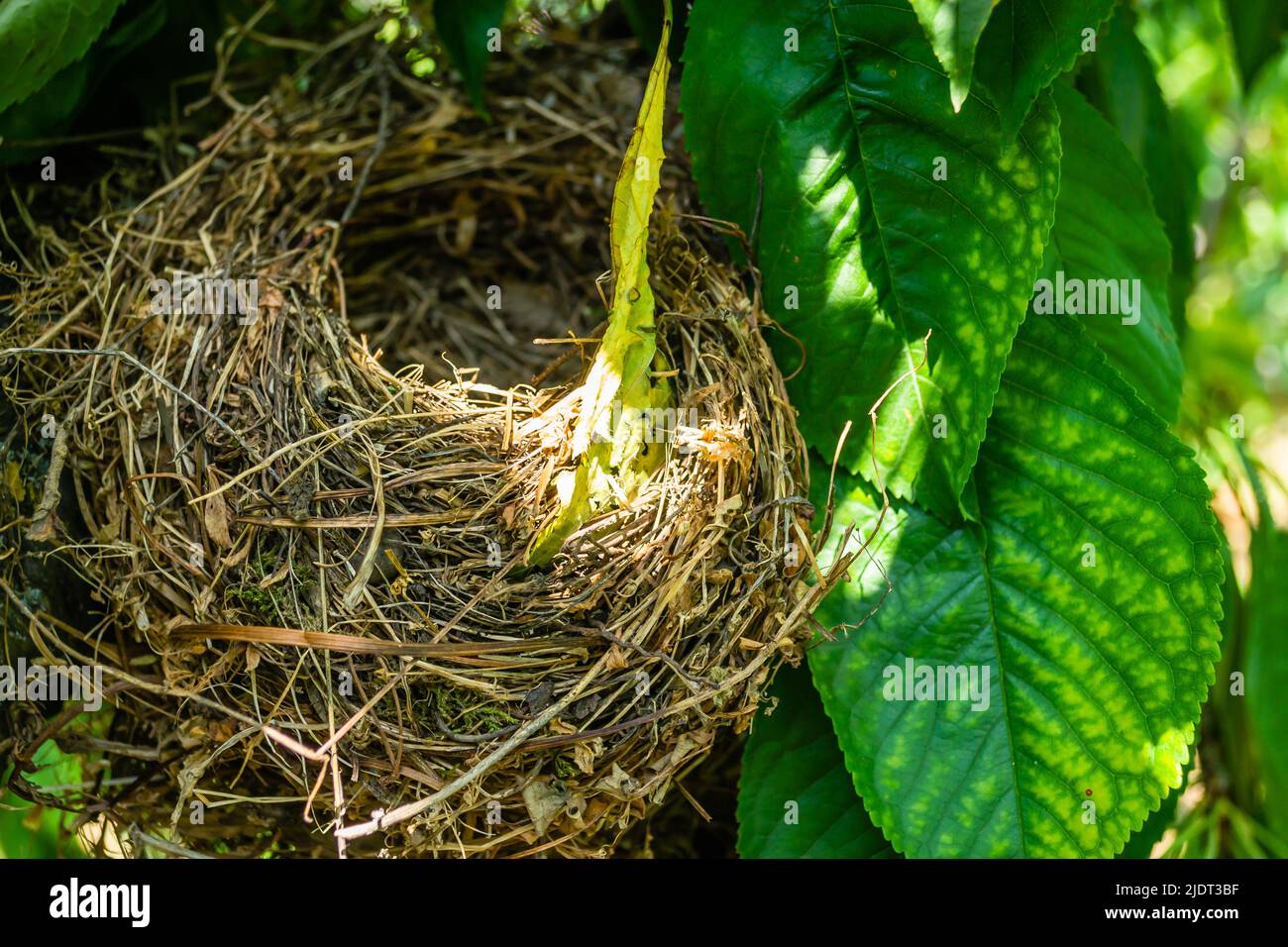 A bird's nest in the canopy of a cherry tree sunlit by the spring sun