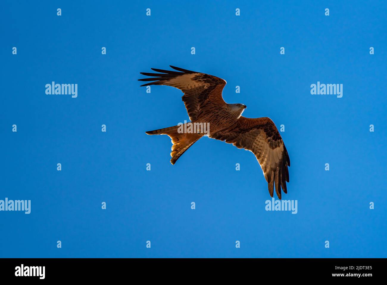 Spectacular bottom view of bird of prey Stock Photo