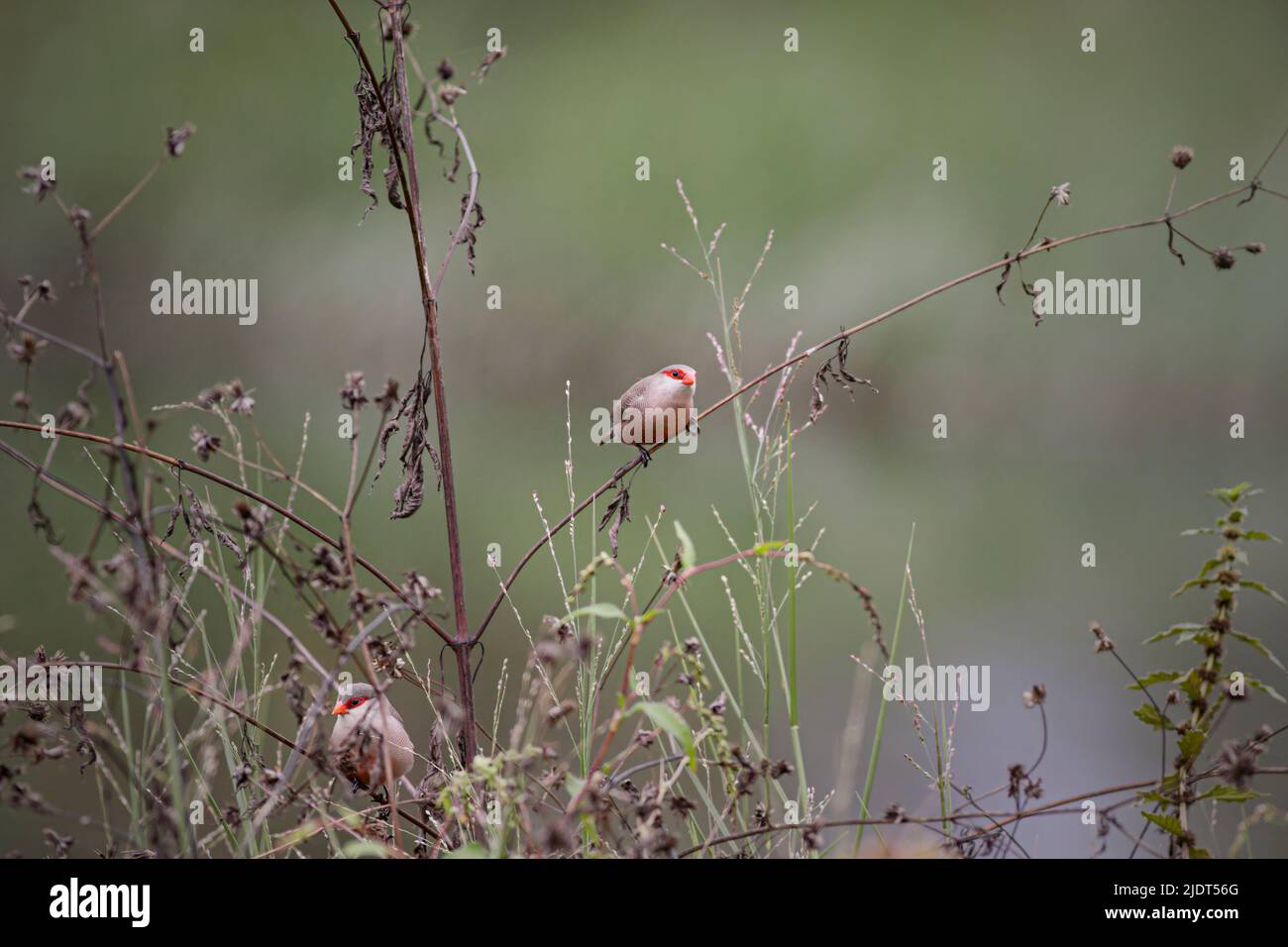 Common waxbills looking for food among the grass on the bank of a river Stock Photo