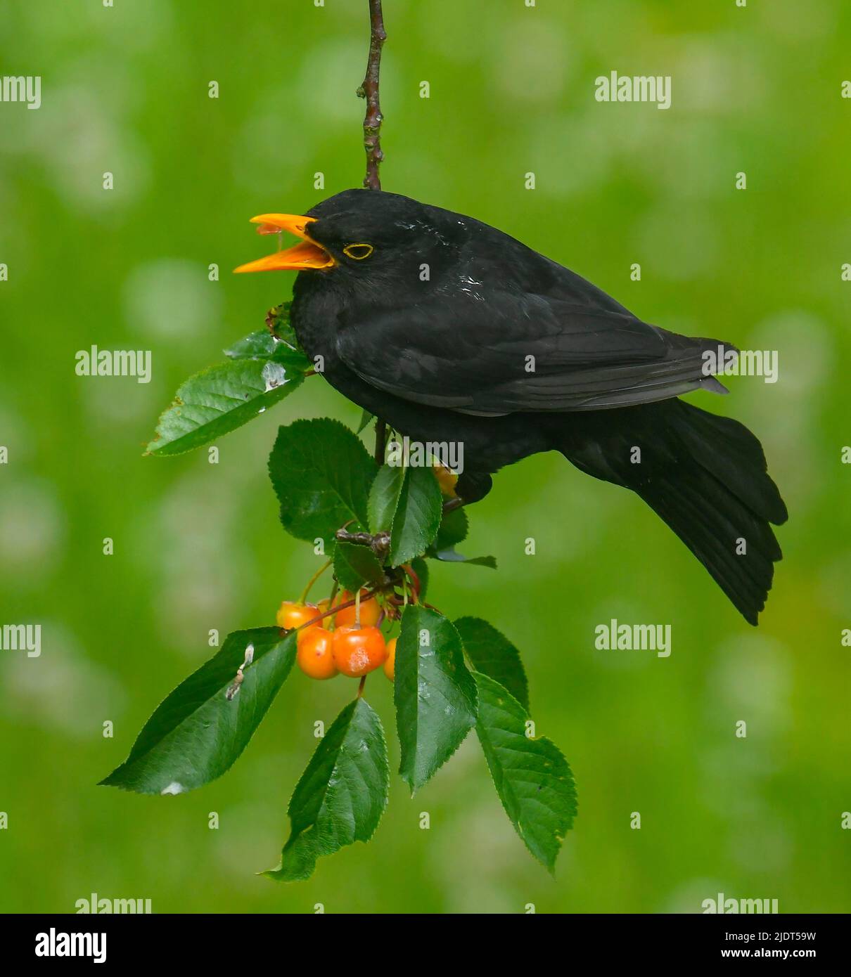 Uploders, Dorset, UK.  23rd June 2022.  UK Weather: A male blackbird (Turdus Merula) eating cherries from a tree at Uploders in Dorset on a warm sunny morning.  Picture Credit: Graham Hunt/Alamy Live News Stock Photo