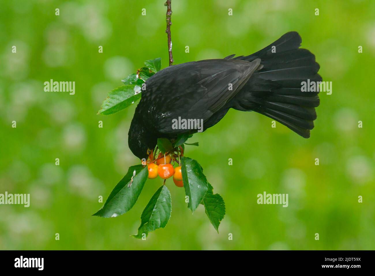 Uploders, Dorset, UK.  23rd June 2022.  UK Weather: A male blackbird (Turdus Merula) eating cherries from a tree at Uploders in Dorset on a warm sunny morning.  Picture Credit: Graham Hunt/Alamy Live News Stock Photo
