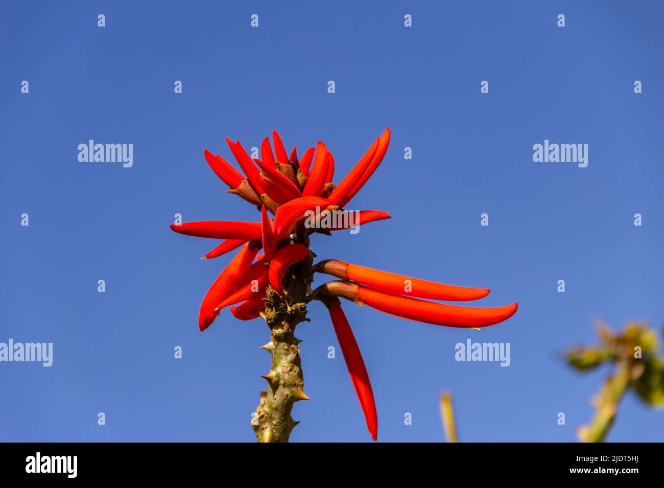 Goiania, Goiás, Brazil – June 19, 2022: A mulungu branch with a bunch of flowers, with blue sky in the background. Erythrina speciosa. Stock Photo