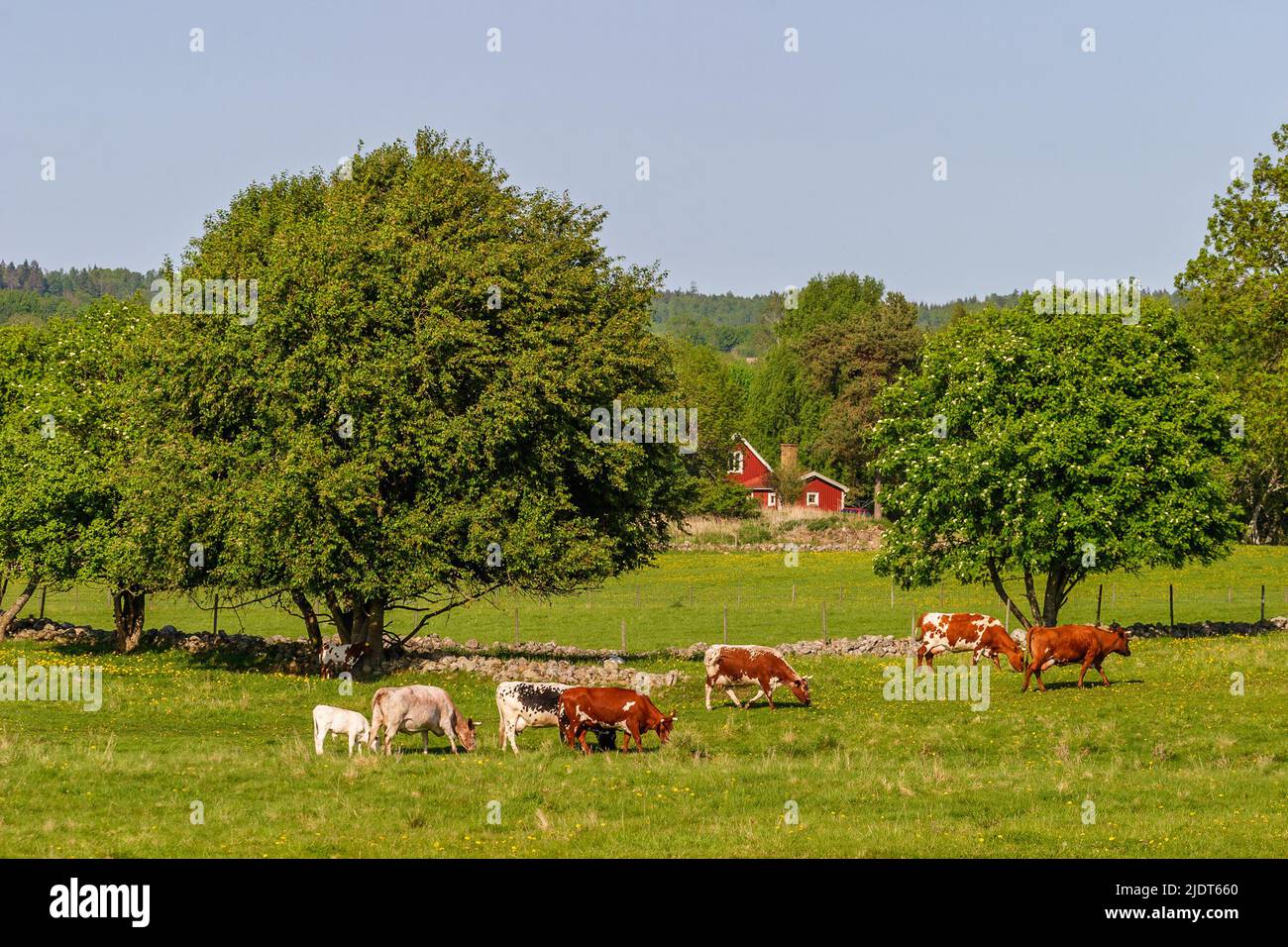 Grazing dairy cows on a summer meadow Stock Photo - Alamy