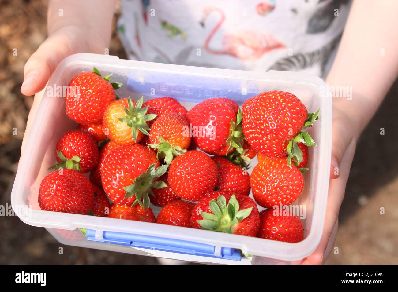 Strawberry picking at Rectory Farm, Oxfordshire. Fruit picking Stock Photo Alamy