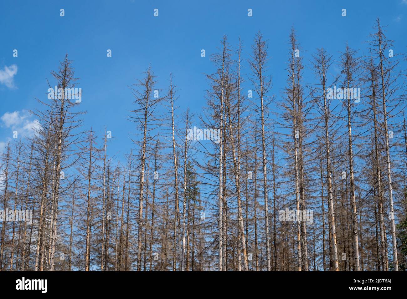 Dead spruces following bark beetle infestation. The consequence of ...