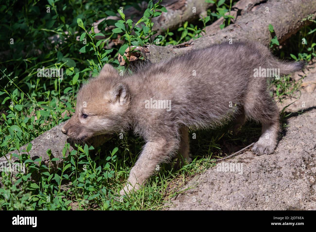 Arctic wolf cub, Canis lupus arctos Stock Photo - Alamy