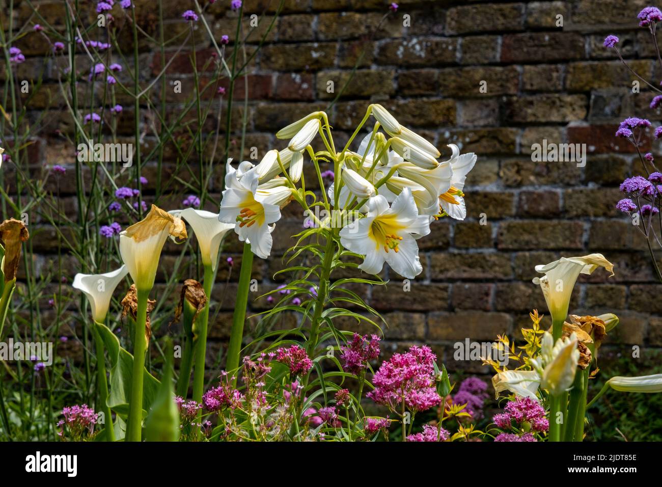 Royal lily (also known as Regal lily and Kings lily) flowers in a walled garden Stock Photo