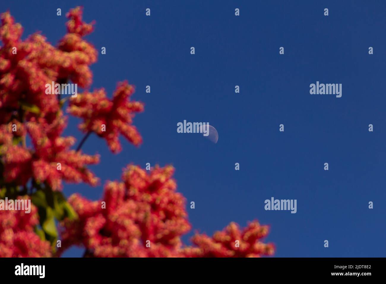 Goiania, Goiás, Brazil – June 19, 2022: Flowering branches of a tree called antwood with blue sky and moon in the background. Triplaris americana. Stock Photo